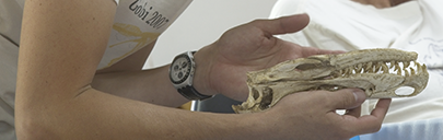 Dinosauri e fossili di Federico Fanti
